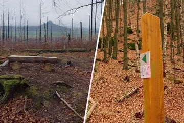 Neuer Wanderweg in Sächsischer Schweiz: Letzter Feinschliff vor Einweihung