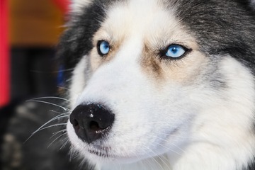Nachtsicht-Superhelden: So gut können Hunde im Dunkeln sehen