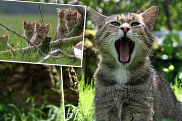 Kastration, Chip, Registrierung: Leipzig will Sachsens Katzen besser schützen