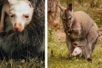 Sensational offspring: Rare albino kangaroo born in the zoo