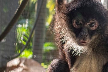 Spider monkey broke his arm, but the "treatment" is shocking