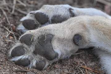 Wölfe: Nicht überfahren: Neue Ergebnisse zu tot an einer Straße entdecktem Wolf!