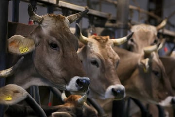 Neues Virus breitet sich in Bayern aus: Rinder von Shamonda-Virus betroffen