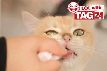 Joke of the Night for January 31, 2026: A cat laugh for Caturday