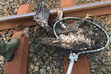 Erschöpft und flugunfähig: Seeadler muss von Gleisen gerettet werden