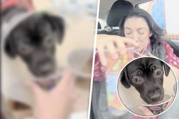 Frau möchte Leckerlis für Tierheim-Hunde holen: Was ein Café dann macht, ist herzerwärmend