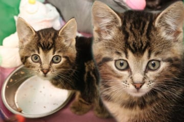 Schwieriger Start ins Leben: Jetzt hofft Moritz auf ein warmes Körbchen