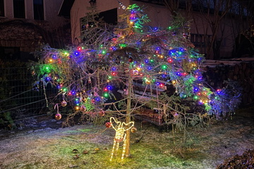 Erzgebirge sucht den hässlichsten Weihnachtsbaum: Wer schlägt "Jan Josef Kiefers"?