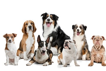 10 mittelgroße Hunde, die sehr beliebt sind, im Rasseportrait