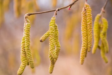 Gartenarbeit oder Ruhezeit? Was ein milder Winter für den Garten, Pflanzen und Tiere heißt