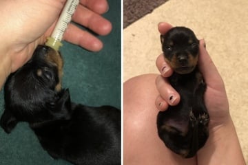Abandoned two-legged Dachshund puppy gets second chance at life – and what a glow-up!