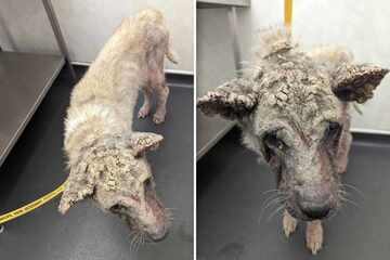 Dog "dipped in concrete" looks catastrophic before rescue – her transformation is shocking!
