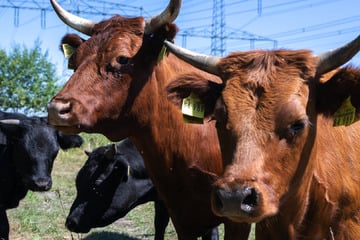 Neuer Naturlehrpfad: Wo früher Kohle gefördert wurde, grasen jetzt Büffel