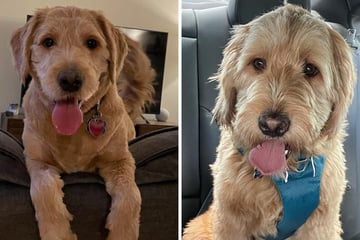 Investigation: the disappearance of a dog leads residents to search for answers and a mysterious guardian
