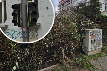 Leipzig: Dumme Aktion: Leipziger fackelt an Hecke und legt Ampel lahm - und fliegt dadurch als Dealer auf