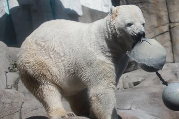 Achtung, Hitze! So kommen die Bewohner im Tierpark Hagenbeck durch die heißen Tage