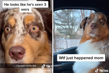 Hund kommt nach Kastration vom Tierarzt: Seine lustige Reaktion begeistert Millionen