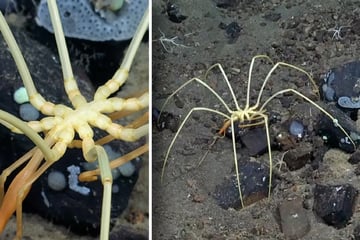 Was ist denn das? Forscher finden riesiges Spinnen-Wesen in 2000 Metern Tiefe