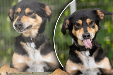 Hund kam als Notfall ins Tierheim: Seither wartet er vergeblich auf eine Chance
