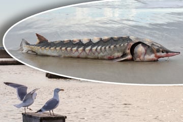 Was ist denn das? Grusel-Fisch an Strand entdeckt