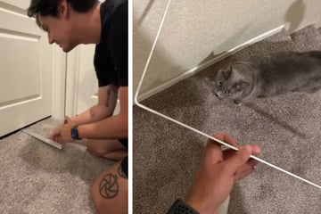 Katze sperrt sich selbst in Badezimmer ein: Dann hat ihr Herrchen eine geniale Idee