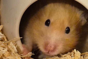 Über 170 Hamster, fast 30 Hunde, zehn Katzen in einem Haus: Jetzt hat das Veterinäramt eingegriffen