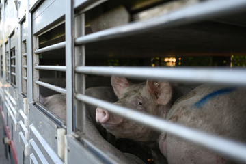 Nach Schweinepest-Ausbruch: Tausende weitere Tiere werden getötet