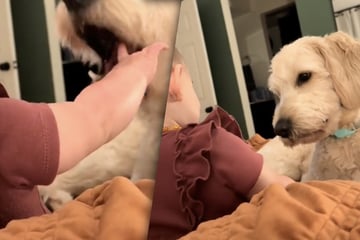 Mutter filmt Baby und Hund: Was die beiden treiben, bringt Millionen Herzen zum Schmelzen