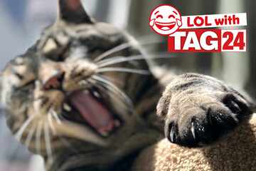 Joke of the Day for June 21, 2025: Cat jokes to make you laugh for Caturday