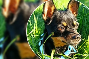 Süßes Pinscher-Mädchen auf Wohnungssuche: Wer kümmert sich jetzt um Krissi?