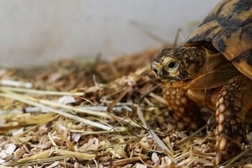 Einfach in einer Kiste ausgesetzt: "Matti" wartet seit fünf Jahren auf ein neues Zuhause