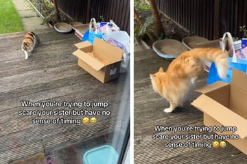 Cat's attempt at pranking his sister goes hilariously wrong!