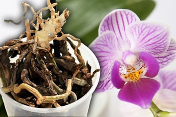 Gibt es noch Hoffnung? Lassen sich Orchideen ohne Blätter retten?