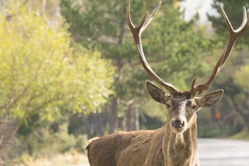 Wildunfälle haben jetzt Hochsaison: So gefährlich können die Tiere für Autofahrer sein