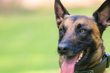 Köln: Nach Einbruch in Kölner Tierarztpraxis: Polizeihund stellt Einbrecher-Duo