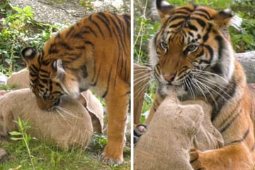 Nanu, was haben denn die Tiger-Zwillinge aus dem Berliner Zoo da erbeutet?