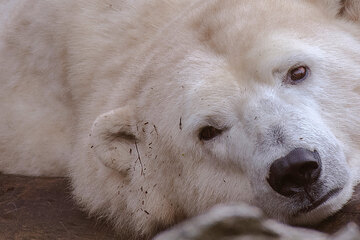 Berlin: Todes-Drohung gegen Berliner Tierpark-Eisbärin Hertha: Das steckt wirklich dahinter