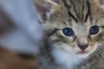 Hilflos in der Wohnung: Katze rettet ihrer Besitzerin das Leben