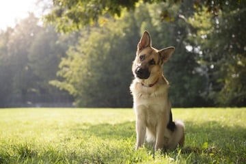 Wenn Dein Hund den Kopf schief hält, steckt das dahinter