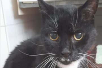 Kater Drago miaut laut den ganzen Tag: Das steckt dahinter