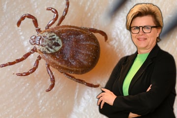 Mehr Borreliose-Fälle: Sachsen erlebt wahren Zecken-Sommer
