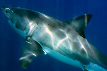 Weißer Hai an Küste New Jerseys gesichtet: Er ist ein alter Bekannter!