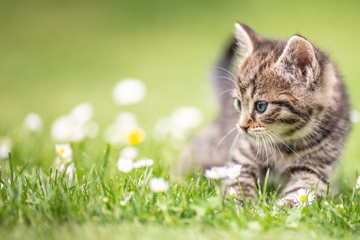 Herrchen findet seit Monaten vermisste Katze tot auf Nachbargrundstück: Ermittler haben üblen Verdacht