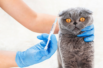 Diabetes bei Katzen: Kann bald auf die Insulin-Spritze verzichtet werden?