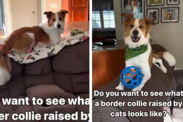 Dog that grew up with a cat has picked up some uncanny habits!