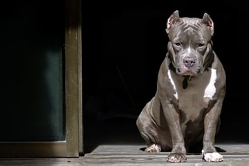 Umstände unklar: Hund beißt vierjähriges Kind tot