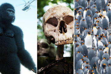 King Kong, Kannibalen und die Invasion der Pinguine: Die verrücktesten Hellseher-Vorhersagen 2023