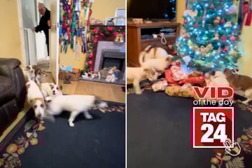 Viral Video of the Day for December 26, 2025: Five Jack Russells turn Christmas morning into pure chaos