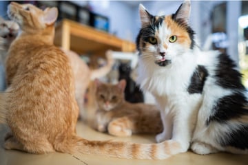 Grausamer Fund im Harz: Tiere verenden in vermüllter Wohnung neben totem Besitzer!