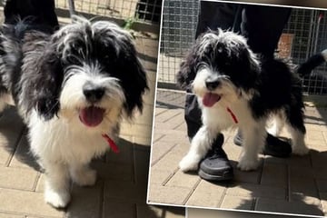 Er ist erst 6 Monate alt: Kleiner Hund hat schon viel mitgemacht